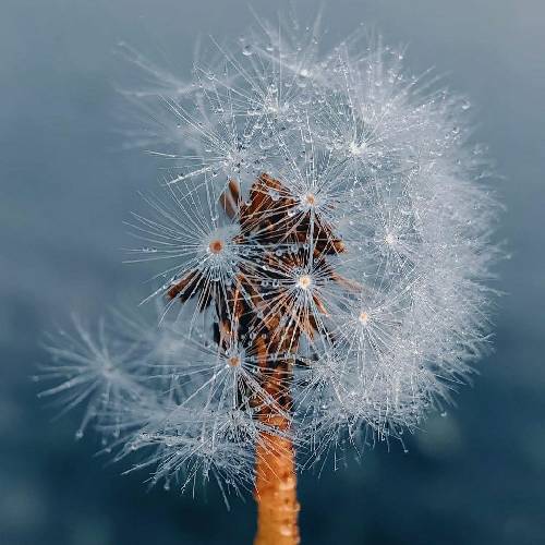  ما که خل هم بودیم گل من بودی بگو چرا سر قولت نموندی